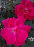 Morning Prayer Flowers